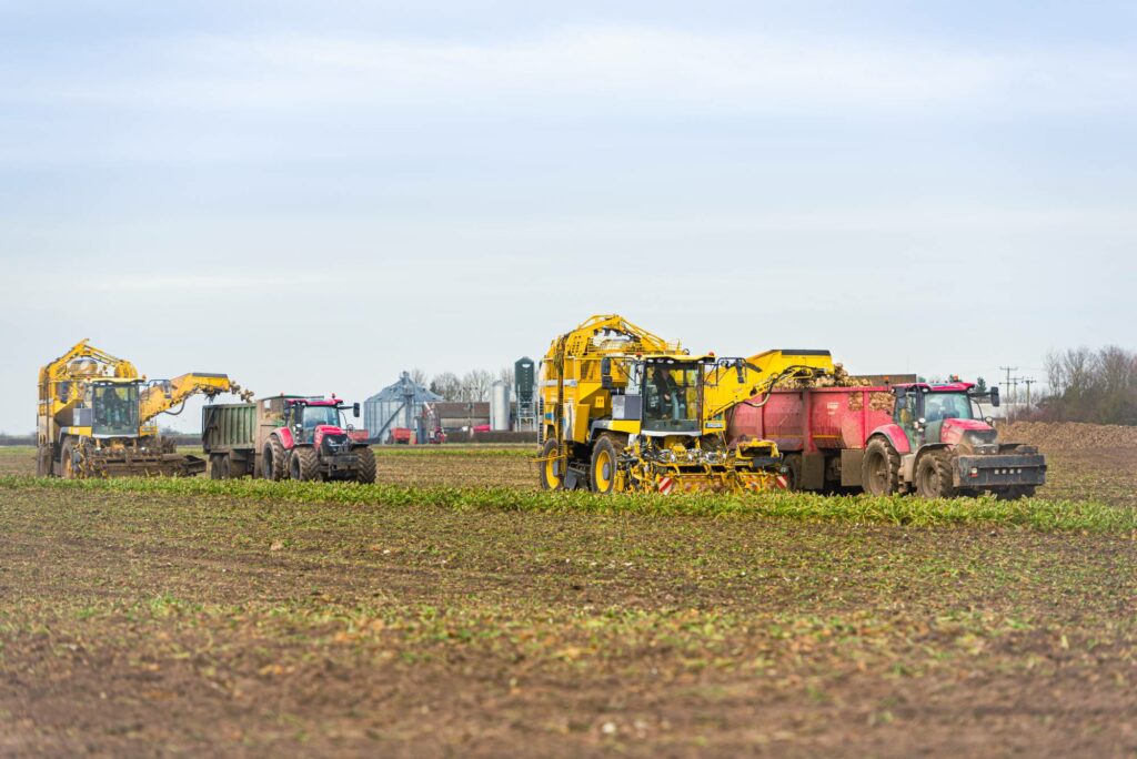 2 Yellow combine's and 2 red tractors harvesting sugar beets in the filed