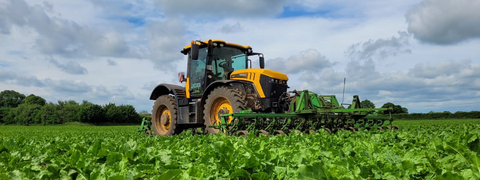 Yellow JCB tractor weed controlling for sugar beets