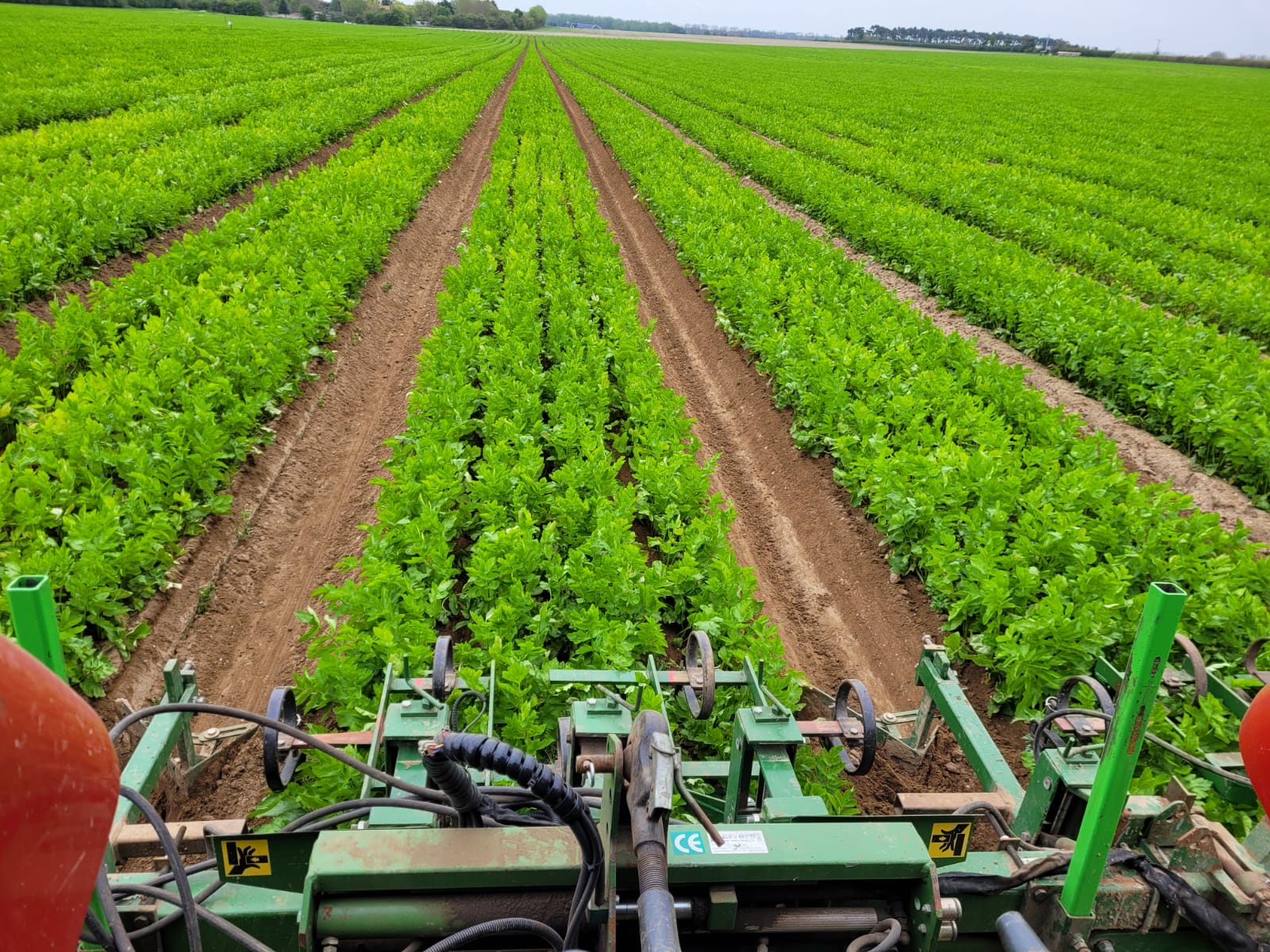 Parsnips that have been hoed included in our weed control service.