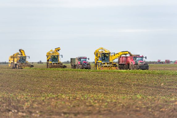Glover three yellow combine's and two red tractors harvesting sugar beets in the field